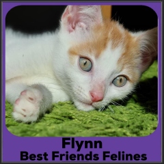 2022-Flynn