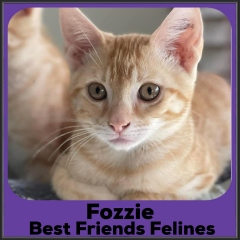 2022-Fozzie2