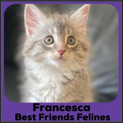 2022-Francesca
