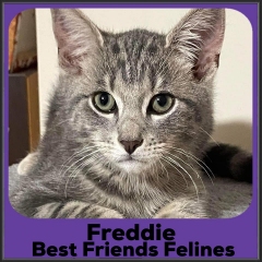 2022-Freddie