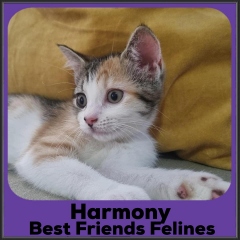 2022-Harmony