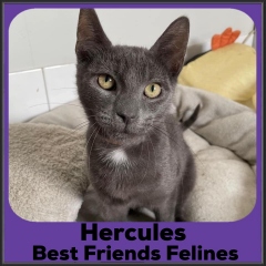 2022-Hercules