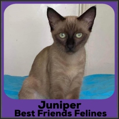 2022-Juniper