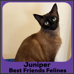 2022-Juniper1