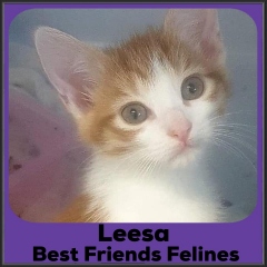 2022-Leesa
