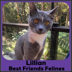 2022-Lillian