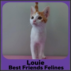 2022-Louie