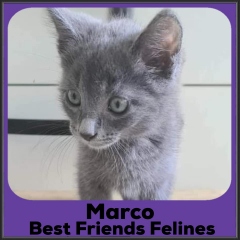 2022-Marco
