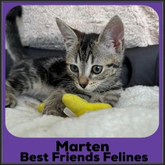 2022-Marten