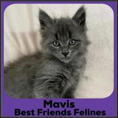 2022-Mavis
