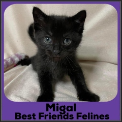 2022-Migal