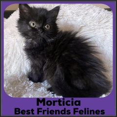 2022-Morticia