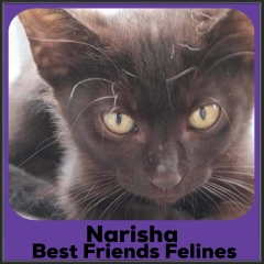 2022-Narisha