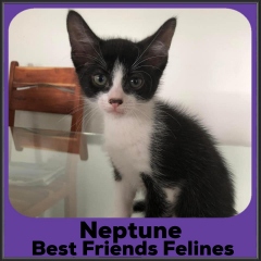 2022-Neptune1