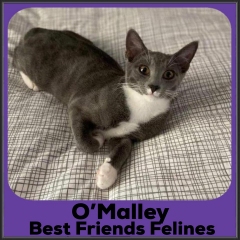 2022-OMalley2