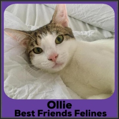 2022-Ollie