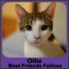 2022-Ollie1