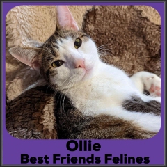 2022-Ollie2