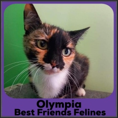 2022-Olympia1