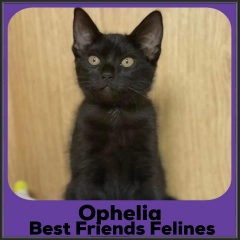2022-Ophelia1