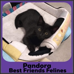 2022-Pandora