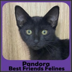 2022-Pandora2