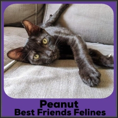 2022-Peanut