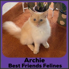 2022-Ragdoll-Archie