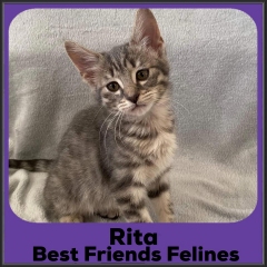 2022-Rita