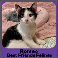 2022-Romeo