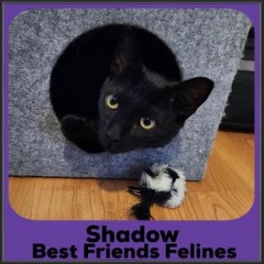 2022-Shadow
