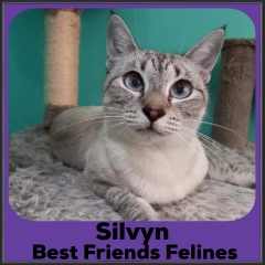2022-Silvyn