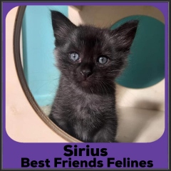 2022-Sirius