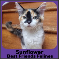 2022-Sunflower