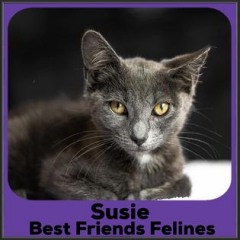 2022-Susie