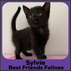 2022-Sylvie
