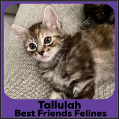 2022-Tallulah