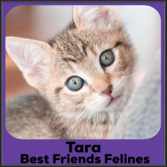 2022-Tara