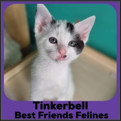 2022-Tinkerbell