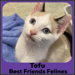 2022-Tofu