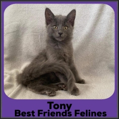 2022-Tony
