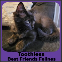 2022-Toothless