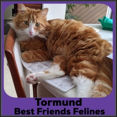 2022-Tormund