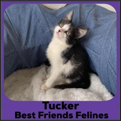 2022-Tucker