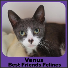 2022-Venus