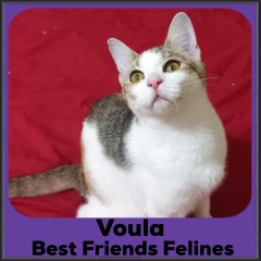 2022-Voula