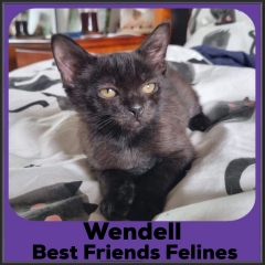2022-Wendell