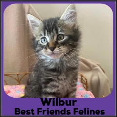 2022-Wilbur