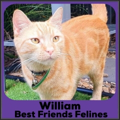 2022-WilliamII