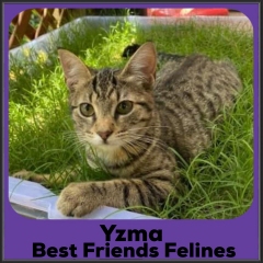 2022-Yzma